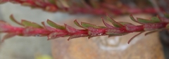 Euphorbia genistoides