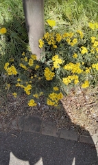 Senecio squalidus