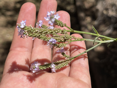 Verbena sphaerocarpa