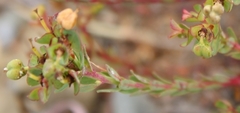Euphorbia genistoides