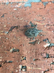 Peltasticus punctatus