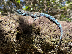 Urosaurus auriculatus