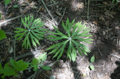 Syneilesis aconitifolia