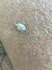 Peltasticus punctatus