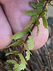 Asplenium sessilifolium