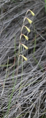 Hesperantha radiata