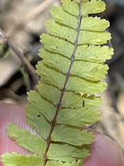 Asplenium sessilifolium