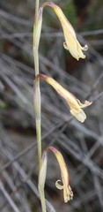 Hesperantha radiata