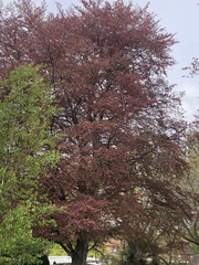 Fagus sylvatica