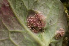 Puccinia maculosa