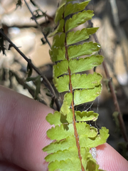 Asplenium sessilifolium