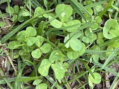 Trifolium repens