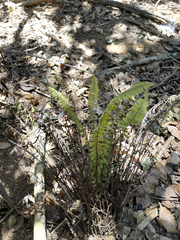 Asplenium sessilifolium
