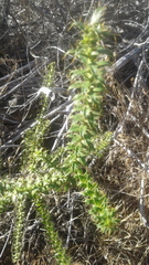 Cullumia setosa setosa
