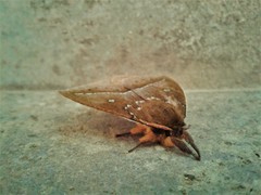 Catacantha ferruginea