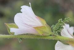 Anisodontea