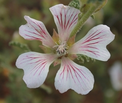 Anisodontea