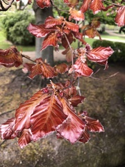 Fagus sylvatica