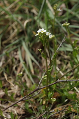 Arabidopsis halleri