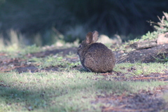 Romerolagus diazi