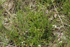 Arabidopsis halleri