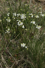 Arabidopsis halleri