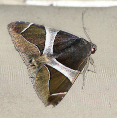 Bastilla crameri