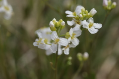 Arabidopsis halleri
