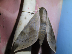 Acosmerycoides harterti