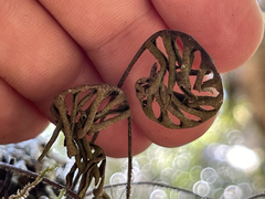 Pleopeltis polypodioides