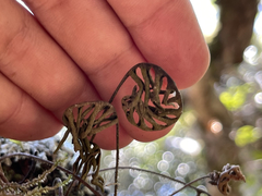 Pleopeltis polypodioides