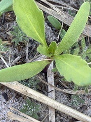 Baccharis halimifolia