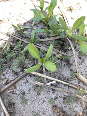 Baccharis halimifolia