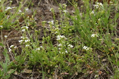 Arabidopsis halleri
