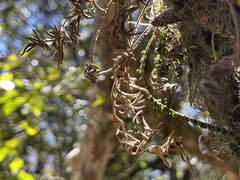 Pleopeltis polypodioides