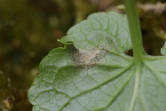 Ramularia macrospora