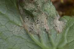 Ramularia macrospora
