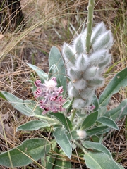 Lupinus villosus