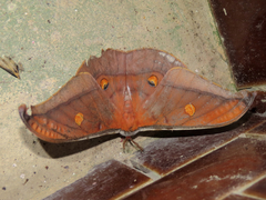 Antheraea formosana