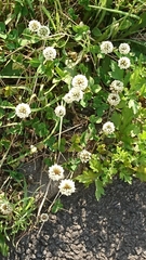 Trifolium repens