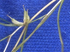 Zannichellia palustris