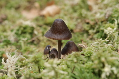 Mycena silvae-nigrae
