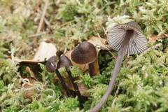 Mycena silvae-nigrae