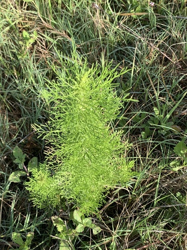 Eupatorium capillifolium image