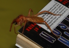 Solpugidae