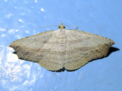 Laspeyria ruficeps