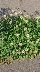 Trifolium repens
