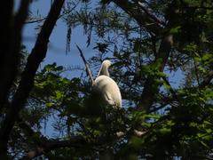 Egretta garzetta