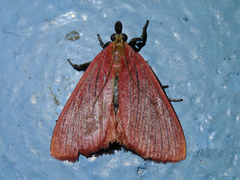 Arctioblepsis rubida