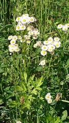 Erigeron philadelphicus